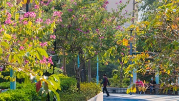在公园内盛开的洋紫荆，使四周成了一片粉红花海。